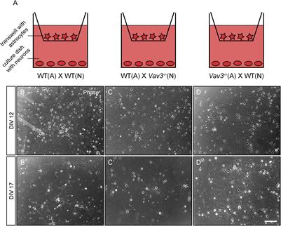 Vav3-Deficient Astrocytes Enhance the Dendritic Development of Hippocampal Neurons in an Indirect Co-culture System
